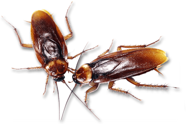 Уничтожение тараканов: эффективные методы обработки квартир и помещений